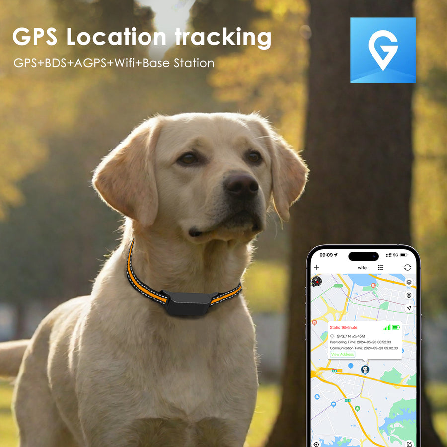 Golden retriever wearing the C9 GPS tracker collar in a sunlit park; phone screen shows GPS map and 7 N, 45 M reading.