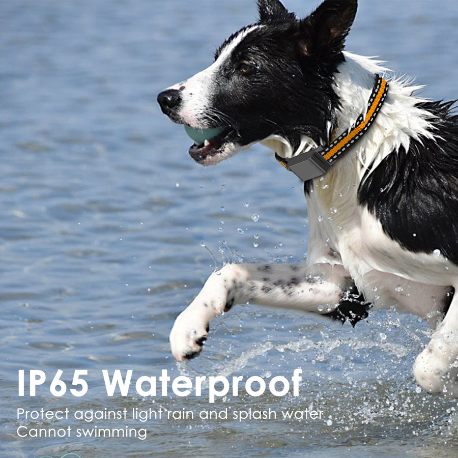 Black and white border collie splashing through water wearing the C9 collar; IP65 waterproof label below.