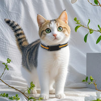 Tabby cat with white chest wearing the C9 GPS tracker collar in a softly lit indoor scene.