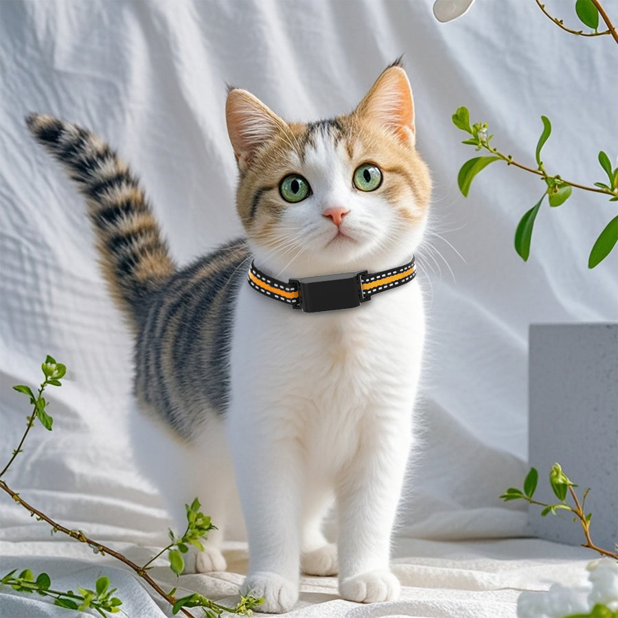 Tabby cat with white chest wearing the C9 GPS tracker collar in a softly lit indoor scene.