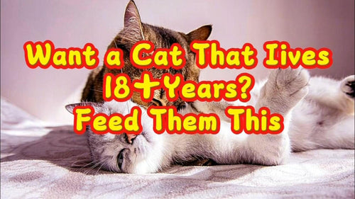 Want a Cat That Lives 18+ Years — Video Demonstration
