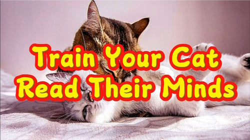 Train Your Cat: Read Their Minds — Video Demonstration