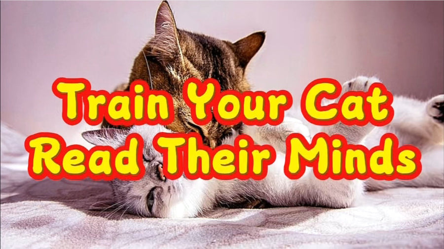 Train Your Cat: Read Their Minds — Video Demonstration