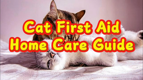 Cat First Aid & Home Care Guide — Video Demonstration